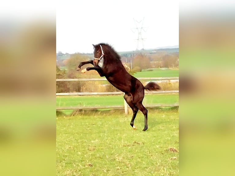 Danish Warmblood Stallion Foal (05/2025) 16,3 hh Bay-Dark in Horsens