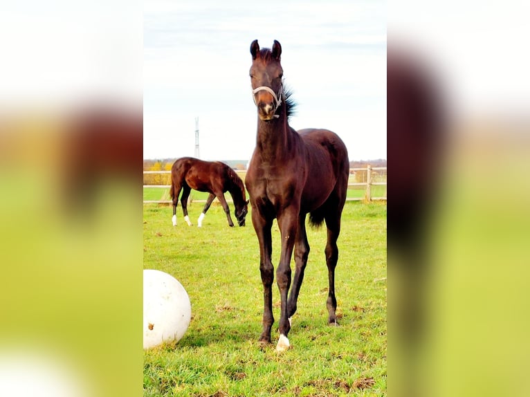 Danish Warmblood Stallion Foal (05/2025) 16,3 hh Bay-Dark in Horsens