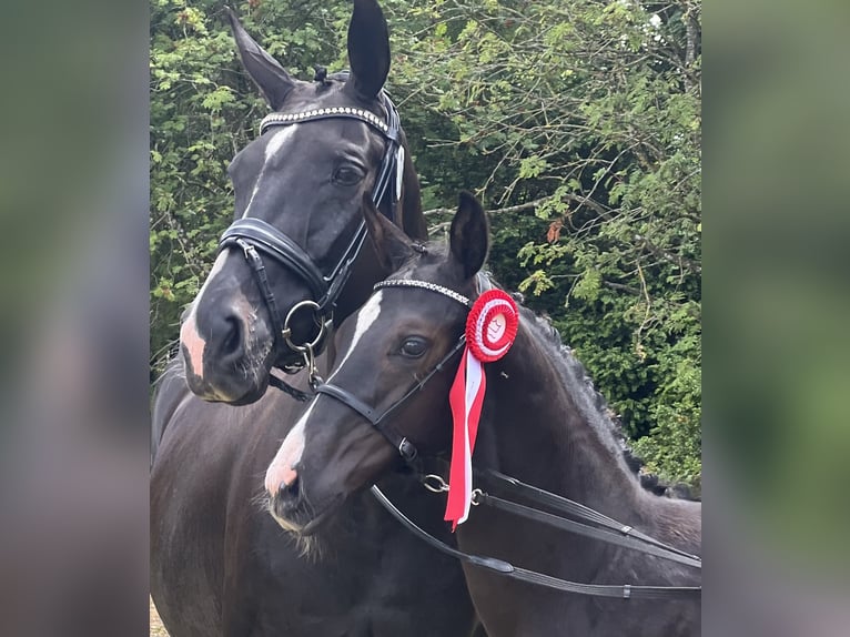 Danish Warmblood Stallion Foal (04/2025) 16,3 hh Black in Randers C