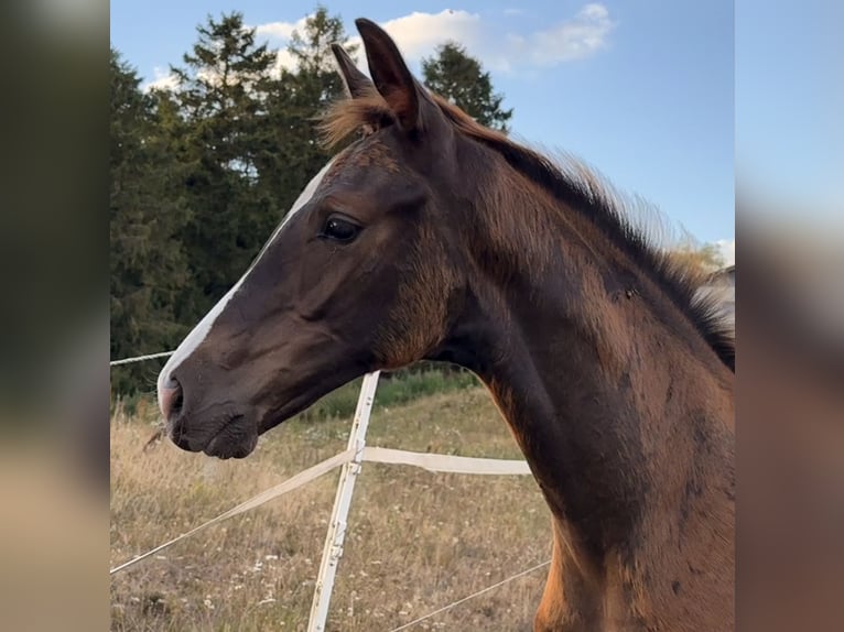Danish Warmblood Stallion Foal (05/2025) 16,3 hh Chestnut in Hadsten