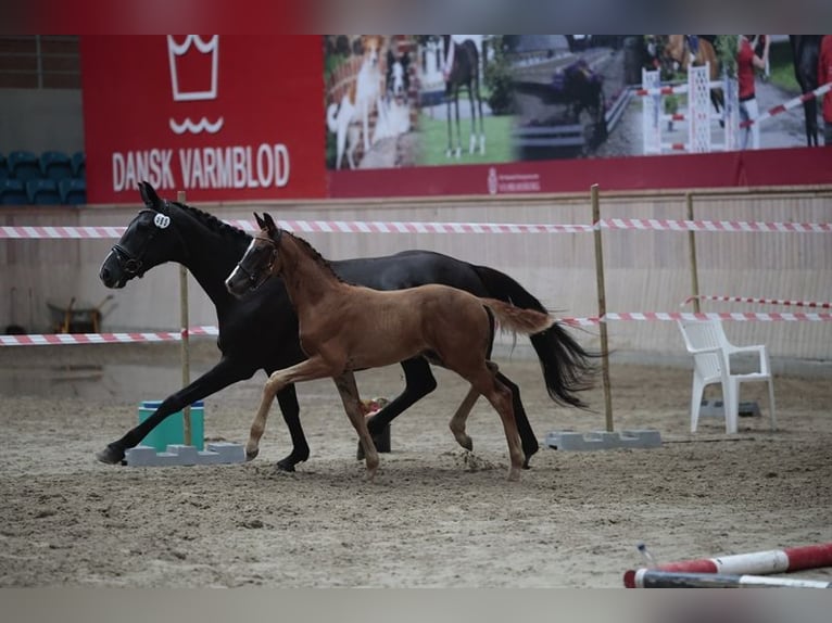 Danish Warmblood Stallion Foal (05/2025) 16,3 hh Chestnut in Hadsten