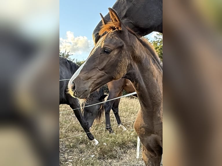 Danish Warmblood Stallion Foal (05/2025) 16,3 hh Chestnut in Hadsten