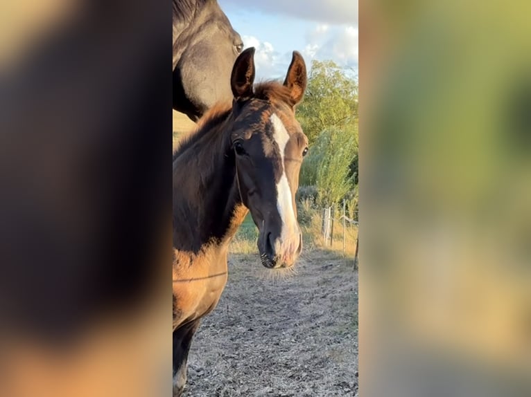 Danish Warmblood Stallion Foal (05/2025) 16,3 hh Chestnut in Hadsten