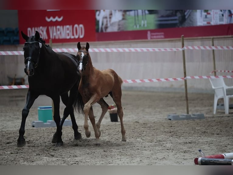Danish Warmblood Stallion Foal (05/2025) 16,3 hh Chestnut in Hadsten