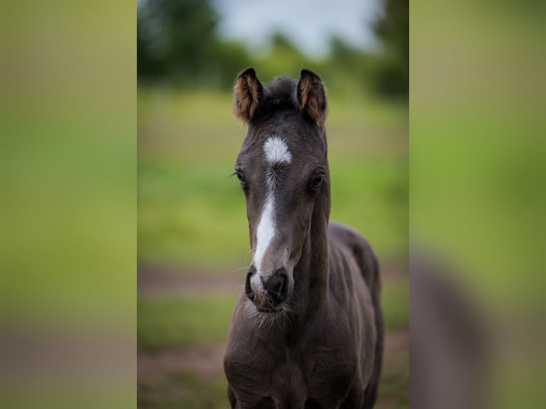 Danish Warmblood Stallion Foal (06/2026) Black in Viborg