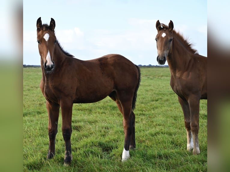 Danish Warmblood Stallion Foal (06/2025) Brown in Bredebro