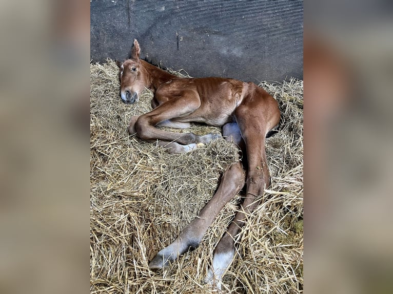 Danish Warmblood Stallion Foal (05/2024) Brown in Bredebro