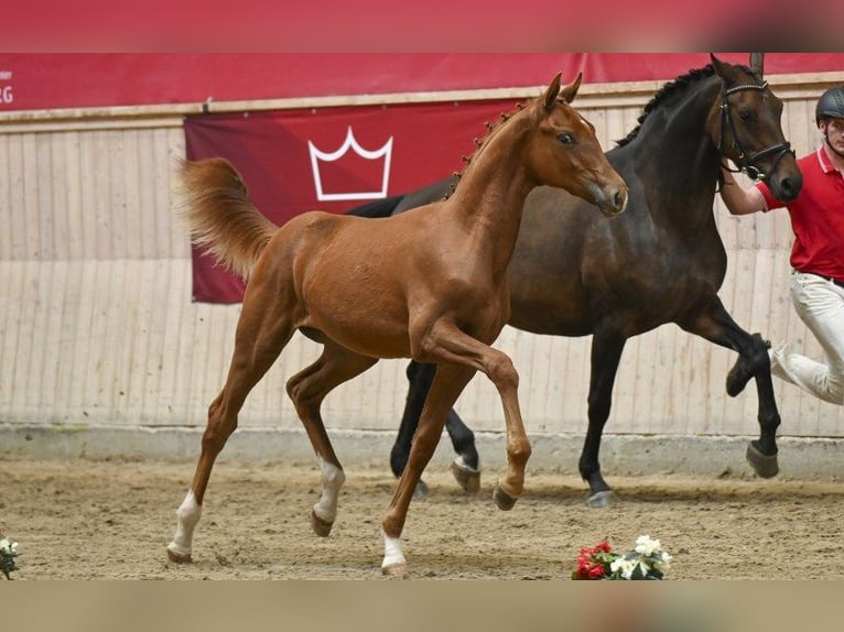 Danish Warmblood Stallion Foal (02/2025) in Glamsbjerg