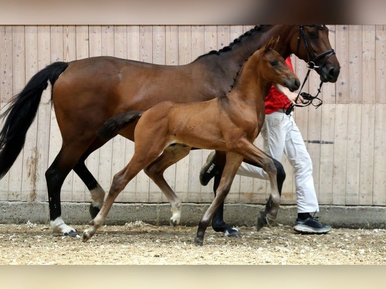 Danish Warmblood Stallion Foal (07/2025) in Glamsbjerg