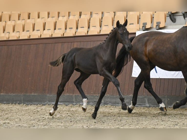 Danish Warmblood Stallion Foal (04/2025) in Glamsbjerg