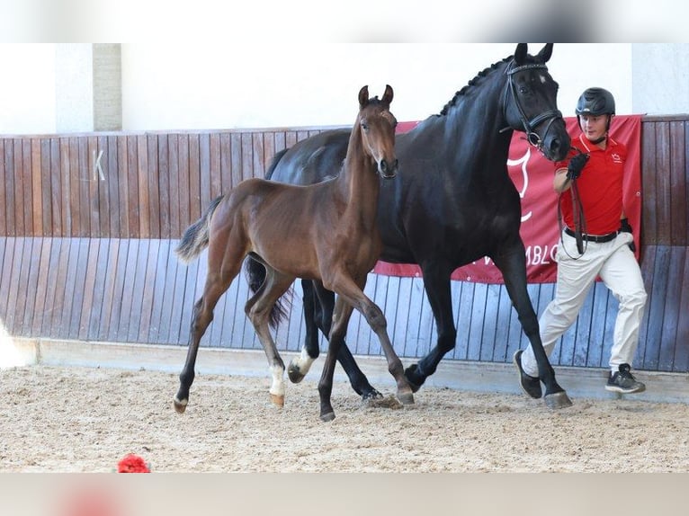 Danish Warmblood Stallion Foal (04/2025) in Glamsbjerg