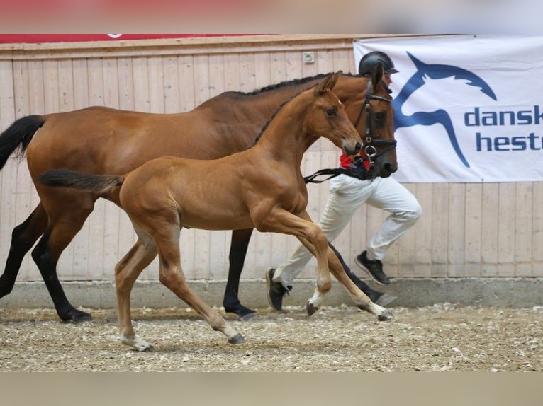 Danish Warmblood Stallion Foal (06/2025) in Glamsbjerg