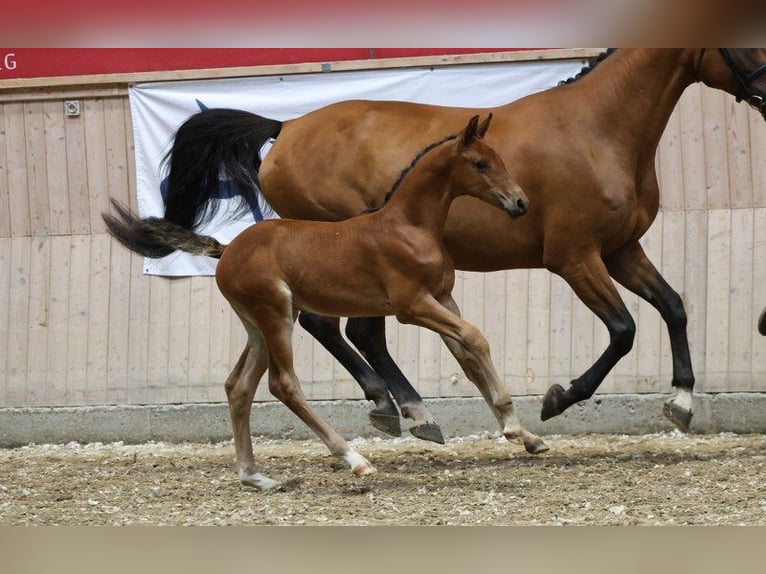 Danish Warmblood Stallion Foal (06/2025) in Glamsbjerg