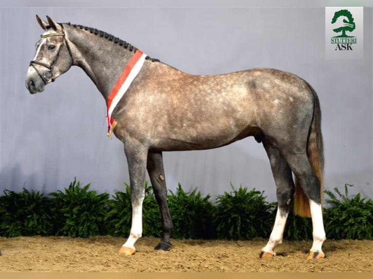 Danish Warmblood Stallion Gray in Martofte