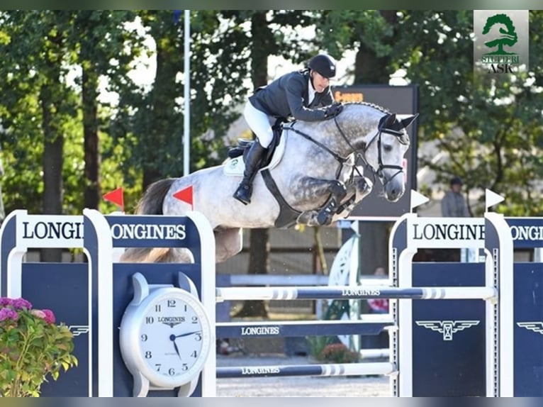 Danish Warmblood Stallion Grey in Martofte