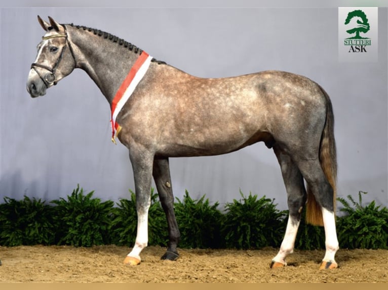 Danish Warmblood Stallion Grey in Martofte