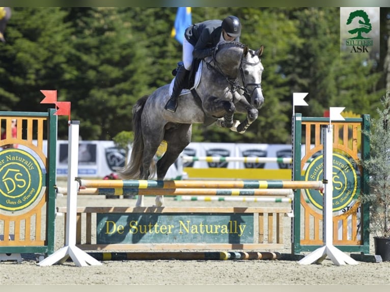 Danish Warmblood Stallion Grey in Martofte