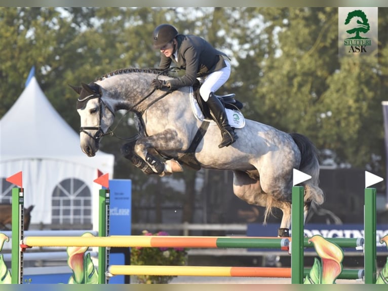 Danish Warmblood Stallion Grey in Martofte