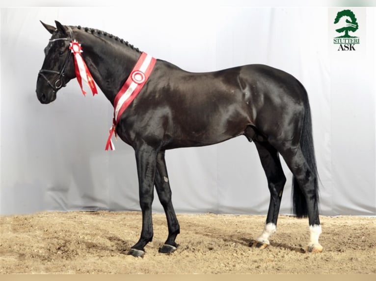 Danish Warmblood Stallion Smoky-Black in Martofte