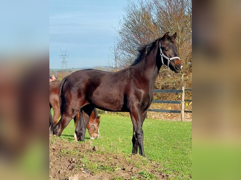 Danois sang-chaud Étalon 1 Année 172 cm Bai brun in Horsens