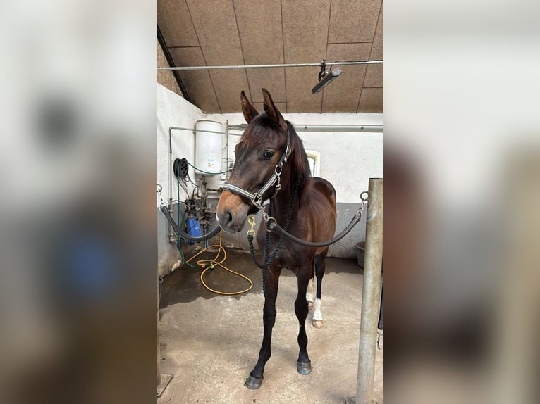 Danois sang-chaud Étalon 2 Ans 170 cm Bai brun in Tjele