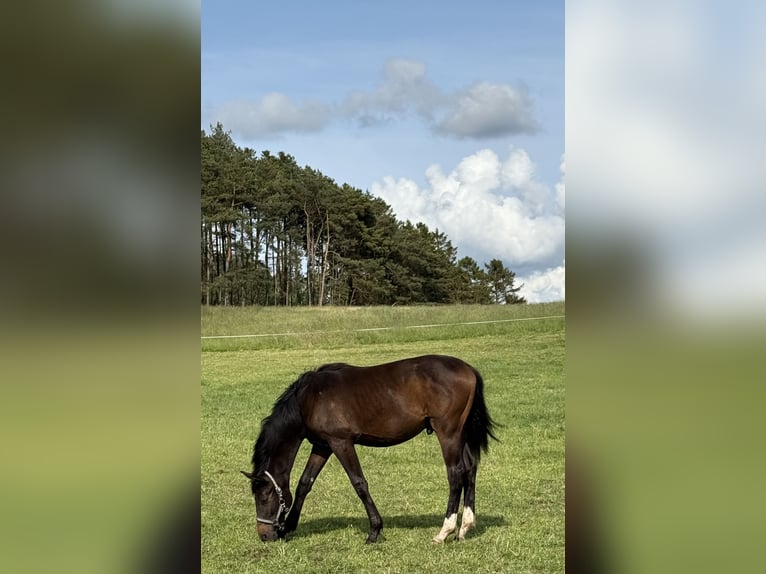 Danois sang-chaud Étalon 2 Ans 170 cm Bai brun in Tjele