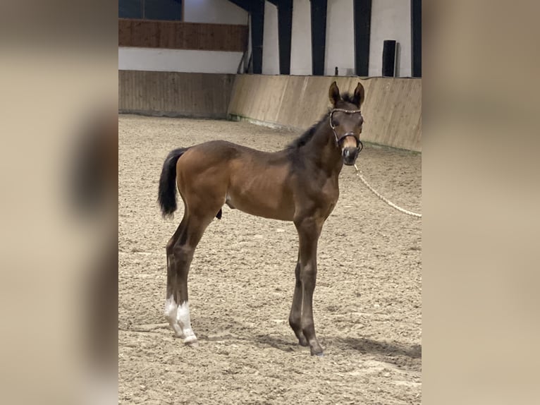 Danois sang-chaud Étalon 2 Ans 170 cm Bai brun in Tjele