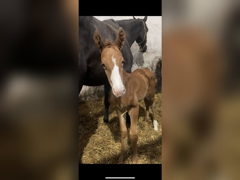 Danois sang-chaud Étalon Poulain (04/2024) 172 cm Alezan in Fredericia