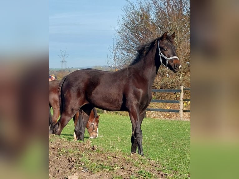 Danois sang-chaud Étalon Poulain (05/2025) 172 cm Bai brun in Horsens