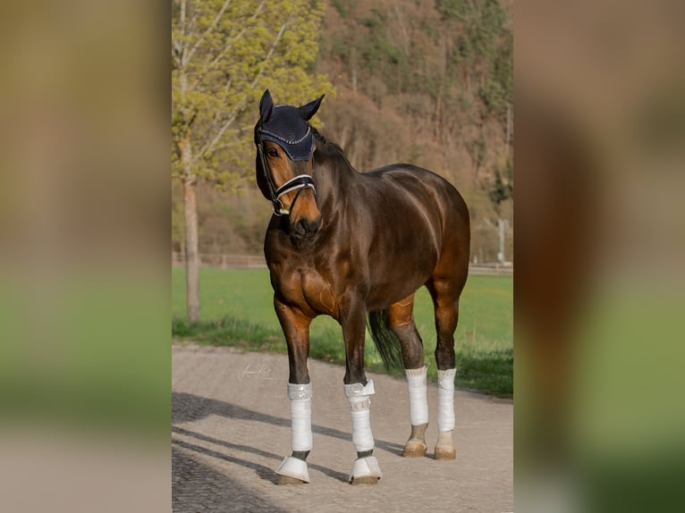 Danois sang-chaud Hongre 11 Ans 167 cm Bai brun in Haiger