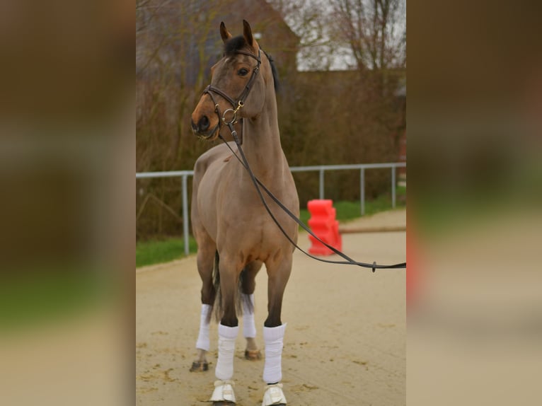 Danois sang-chaud Hongre 11 Ans 175 cm Bai in Geilenkirchen