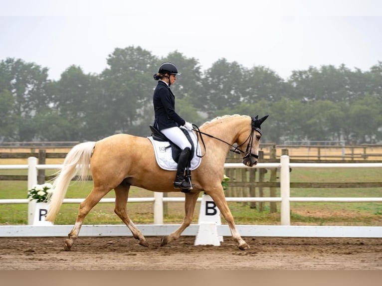 Danois sang-chaud Hongre 14 Ans 150 cm Palomino in SirksfeldeLabenz