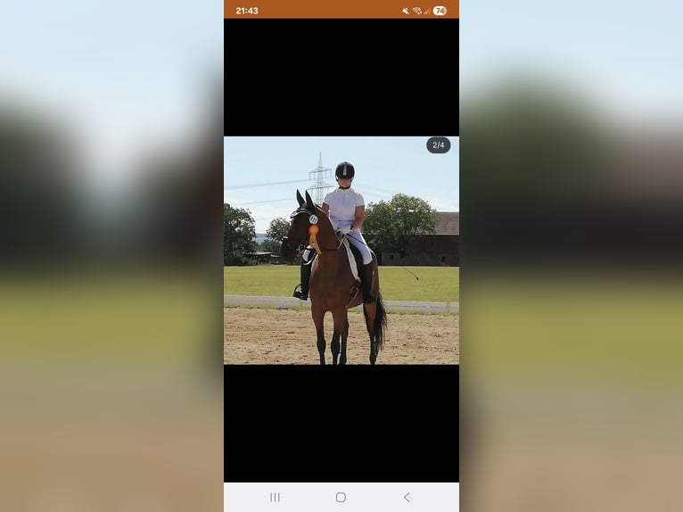 Danois sang-chaud Hongre 15 Ans 165 cm Bai in Görwihl