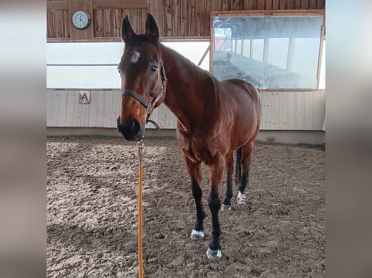 Danois sang-chaud Hongre 15 Ans 168 cm Bai in Görwihl