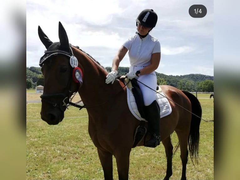 Danois sang-chaud Hongre 15 Ans 168 cm Bai in Görwihl