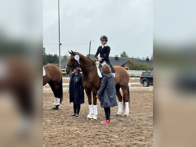 Danois sang-chaud Hongre 15 Ans 172 cm Alezan brûlé in Helsinki