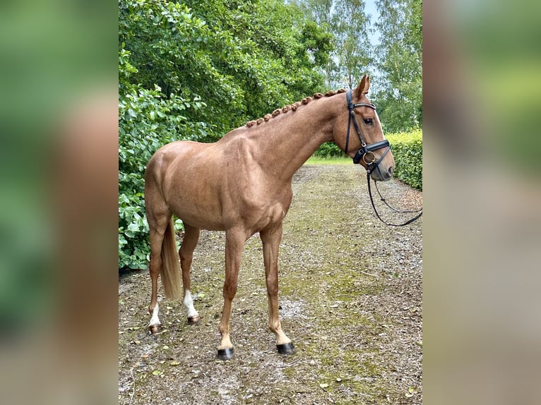 Danois sang-chaud Hongre 3 Ans 164 cm Alezan brûlé in S&#xF8;llested