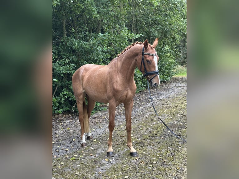 Danois sang-chaud Hongre 3 Ans 164 cm Alezan brûlé in S&#xF8;llested