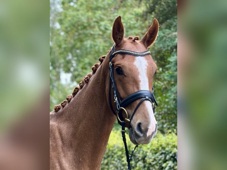 Danois sang-chaud Hongre 3 Ans 164 cm Alezan brûlé in S&#xF8;llested