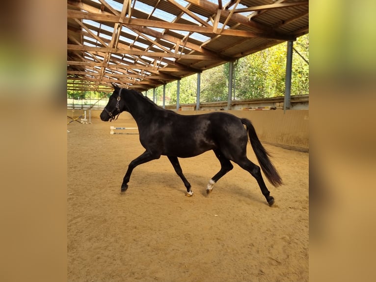 Danois sang-chaud Hongre 3 Ans 166 cm Noir in Herborn