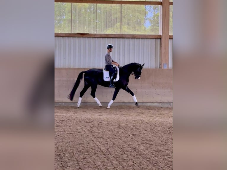 Danois sang-chaud Hongre 4 Ans 169 cm Noir in G&#xFC;ckingen