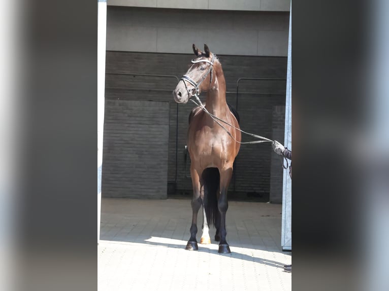 Danois sang-chaud Hongre 4 Ans 170 cm Noir in Asperup