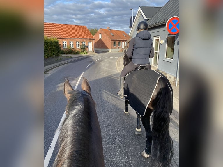 Danois sang-chaud Hongre 4 Ans 174 cm Bai brun in Aarhus