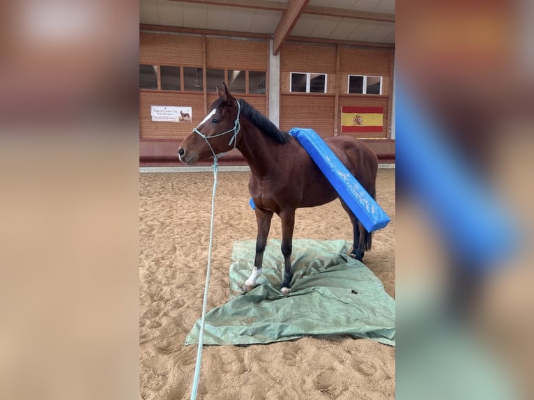 Danois sang-chaud Hongre 5 Ans 155 cm Bai in Achstetten