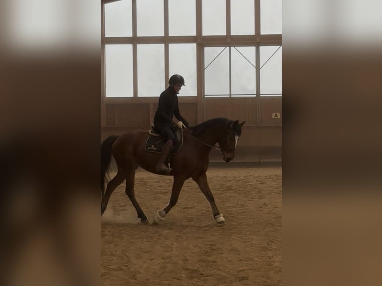 Danois sang-chaud Hongre 5 Ans 155 cm Bai in Achstetten