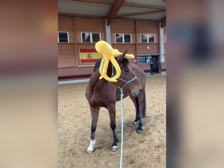 Danois sang-chaud Hongre 5 Ans 155 cm Bai in Achstetten