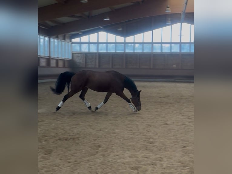 Danois sang-chaud Hongre 5 Ans 155 cm Bai in Achstetten