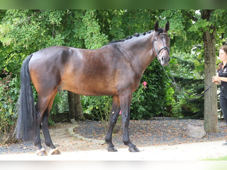 Danois sang-chaud Hongre 5 Ans 182 cm Bai brun in Erftstadt