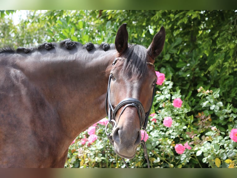 Danois sang-chaud Hongre 5 Ans 182 cm Bai brun in Erftstadt