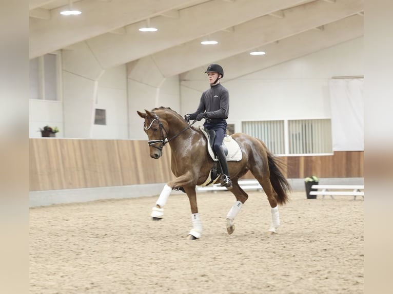 Danois sang-chaud Hongre 6 Ans 170 cm Alezan in Asperup